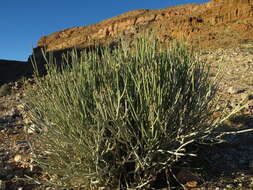 Image of Euphorbia gregaria Marloth