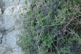 Image of fivepetal cliffbush