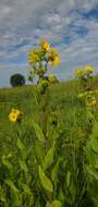 Image of <i>Silphium <i>integrifolium</i></i> var. integrifolium