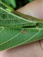 Imagem de Caloptilia ostryaeella (Chambers 1878)