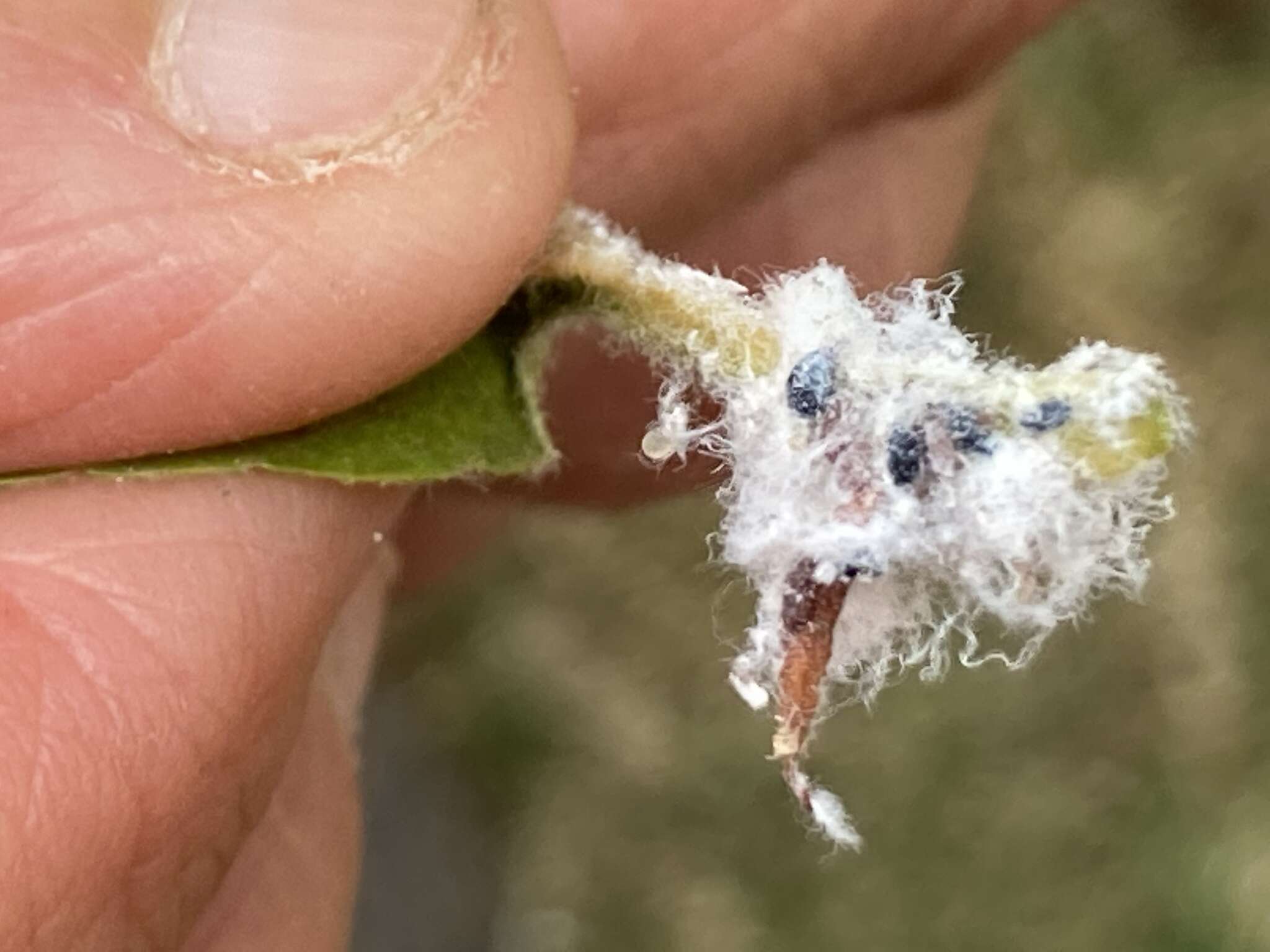 Image of Woolly Apple Aphid parasitoid