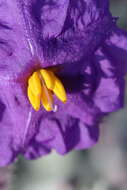 Image of Solanum lasiophyllum Dun.