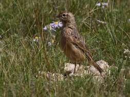 Image de Pipit de Godlewski