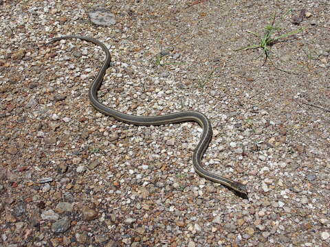 Image of Thamnophis errans H. M. Smith 1942