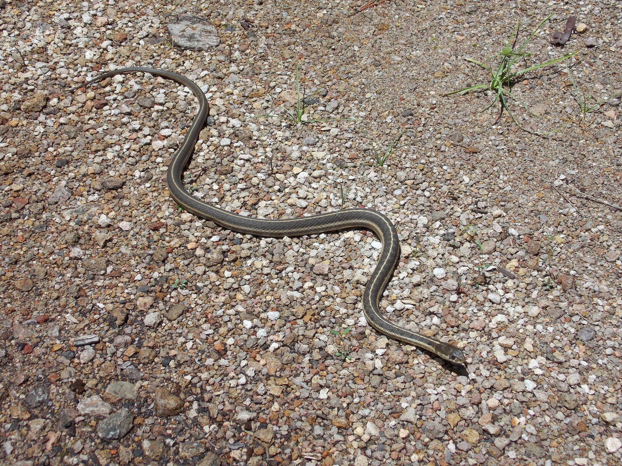 Image of Thamnophis errans H. M. Smith 1942