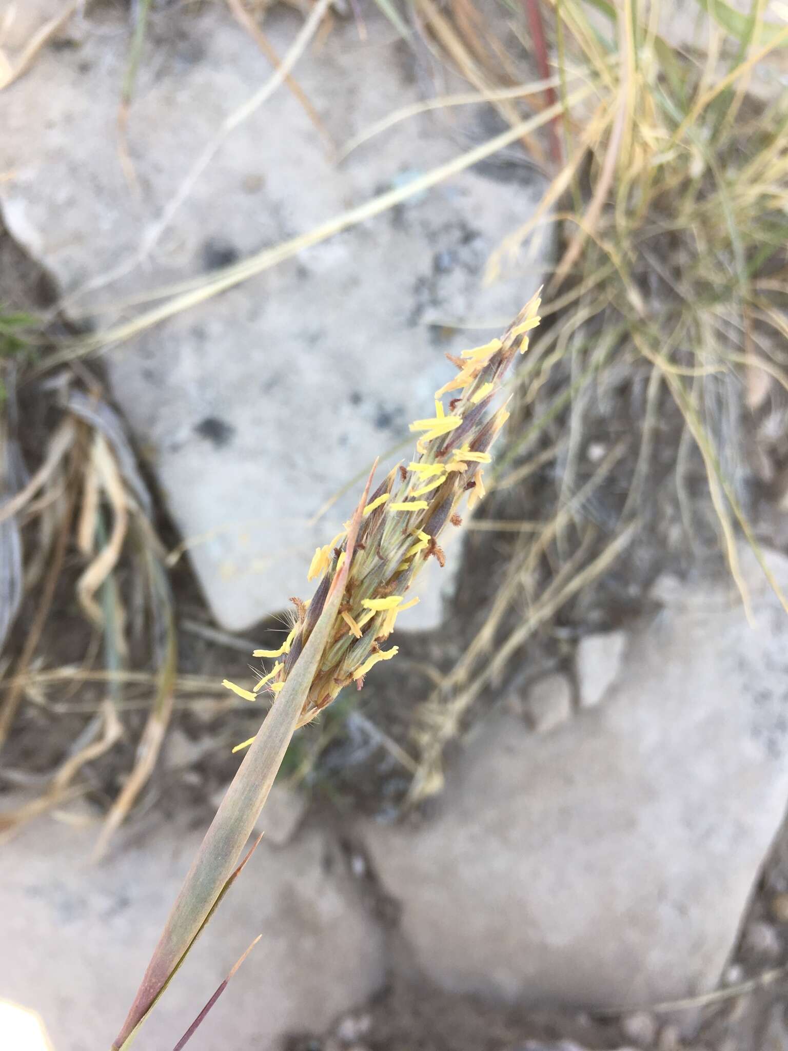 Image of sand bluestem