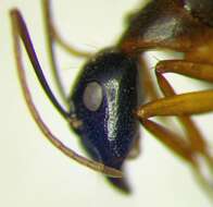 Слика од Camponotus baldaccii Emery 1908