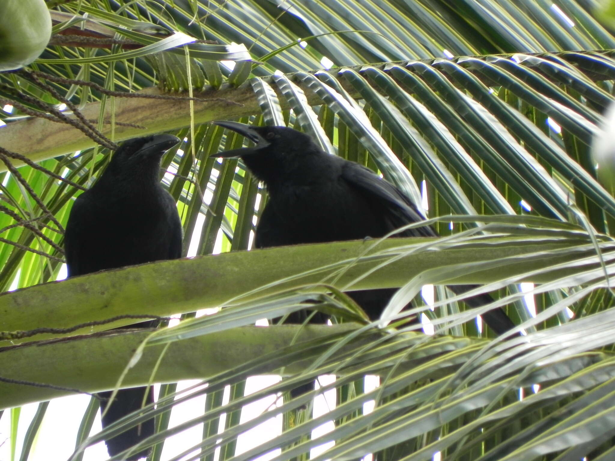 Слика од Corvus nasicus Temminck 1826