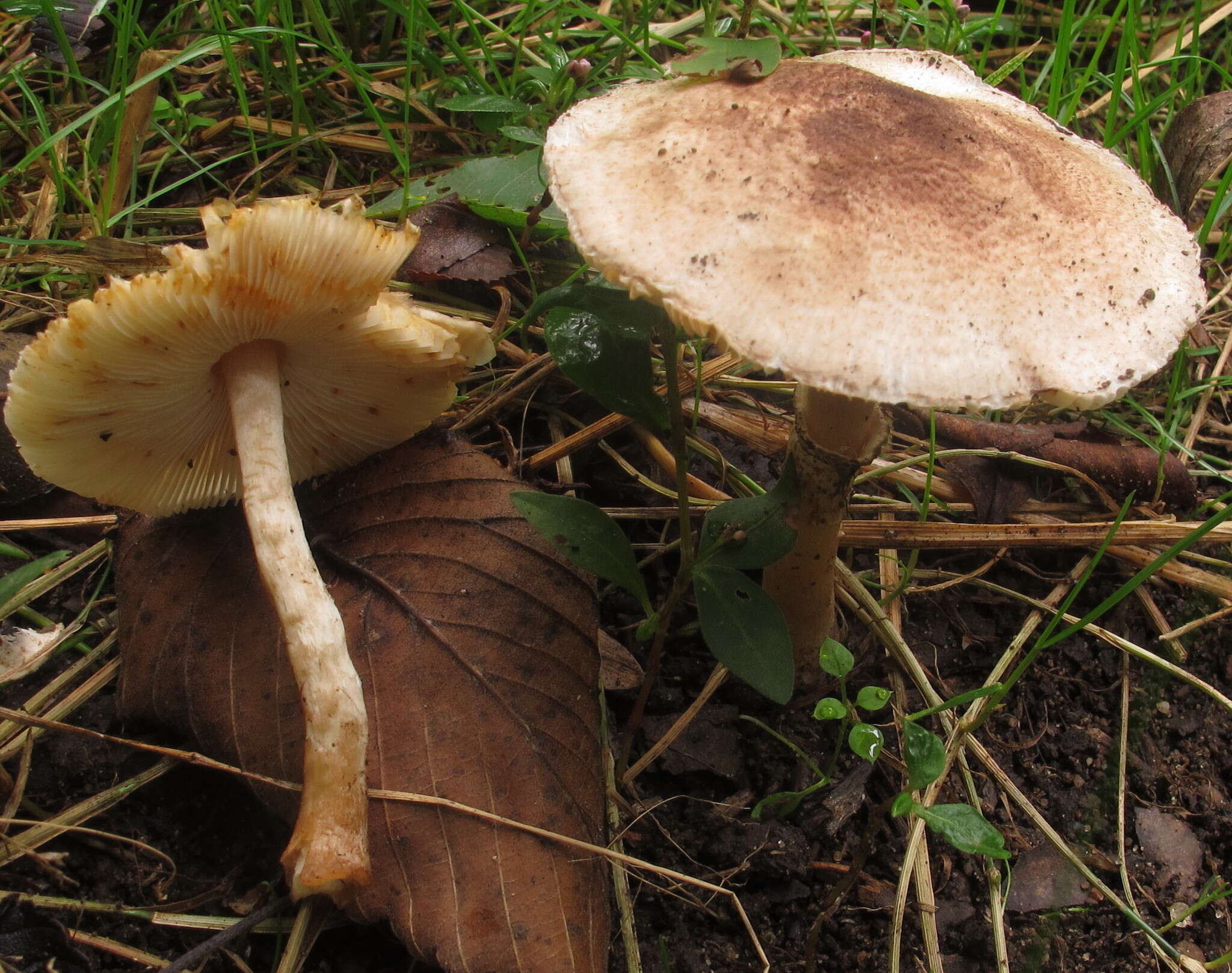 Image of Leucocoprinus brunnescens (Peck) Pegler 1983