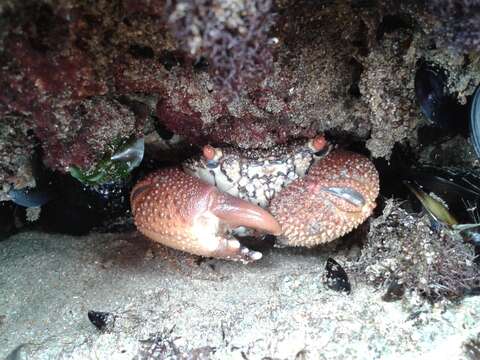 Image of rough redeye crab