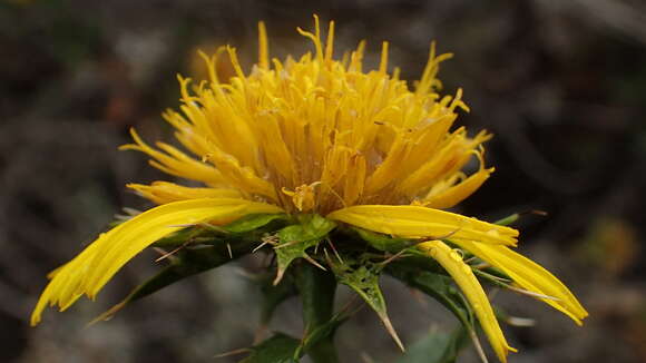 Imagem de Berkheya spinosa (L. fil.) Druce