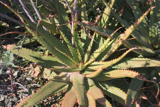 Image of Aloe branddraaiensis Groenew.