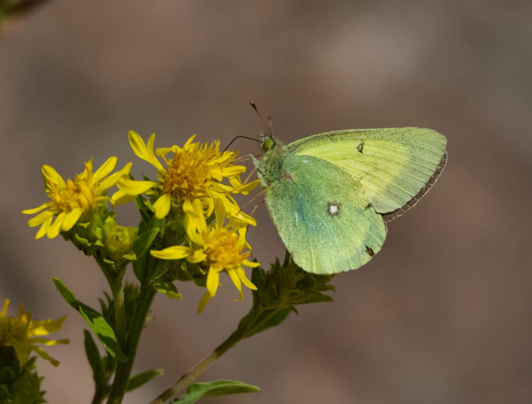 Image of Scudder's Sulphur