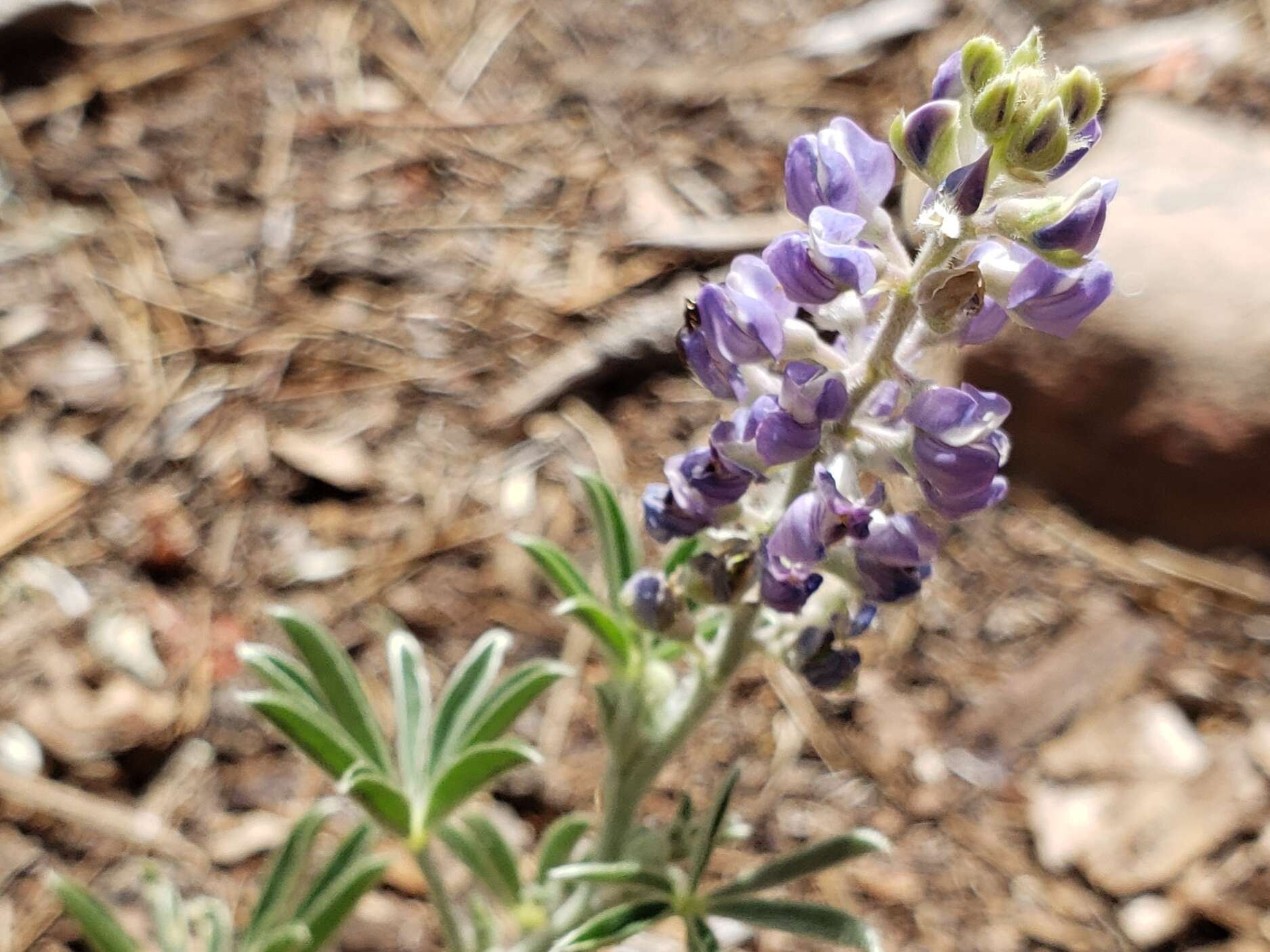 Plancia ëd Lupinus hillii Greene