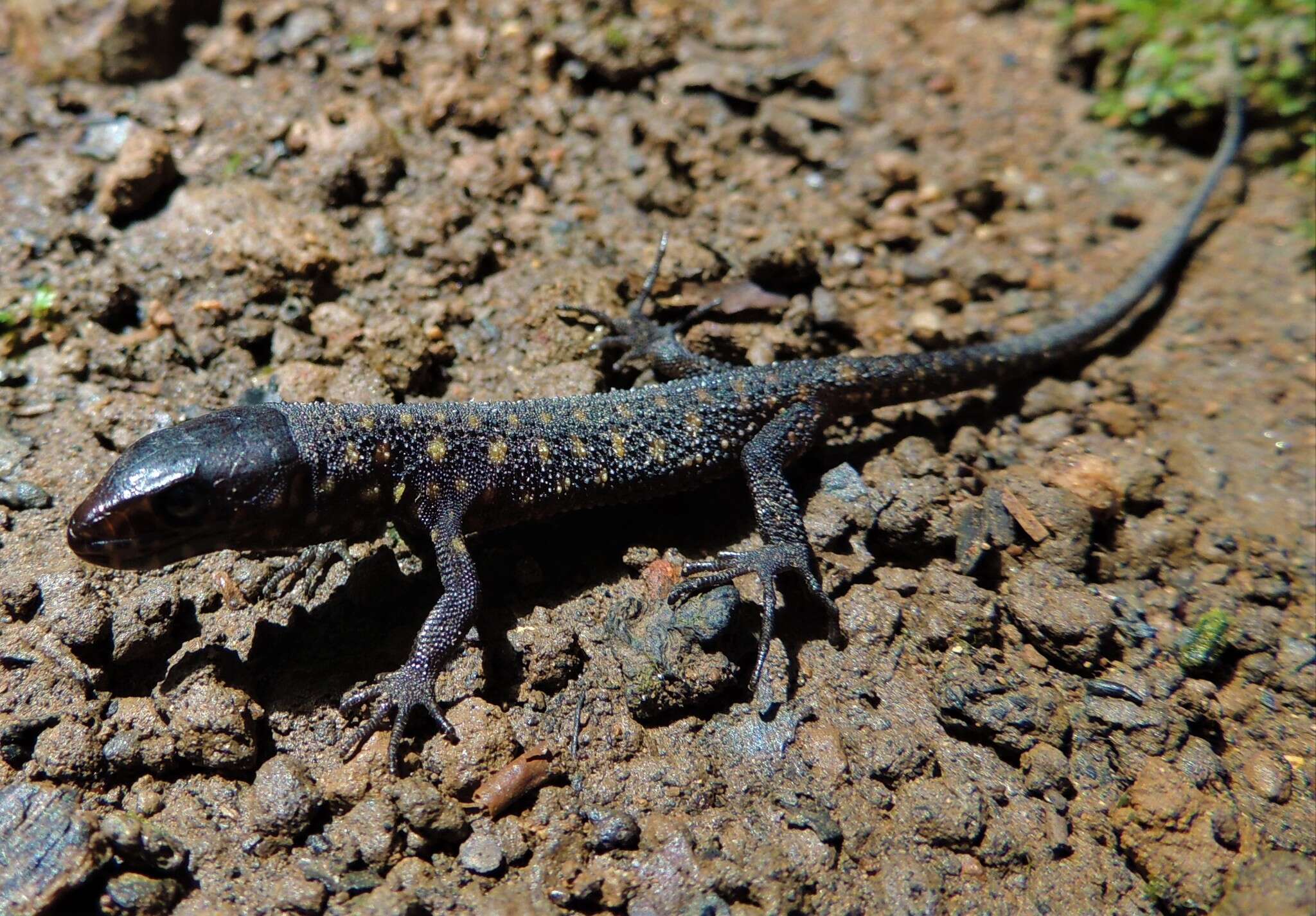 Image of Tropical night lizards