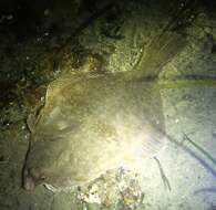 Image of Starry flounders