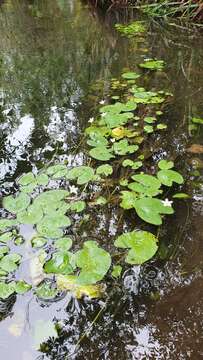 Image de Nymphoides indica subsp. indica