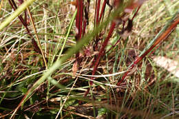 Image of Gentianella cunninghamii (L. G. Adams) Glenny