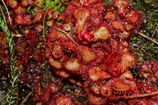 Image of Red sundew