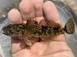 Image of Columbia sculpin