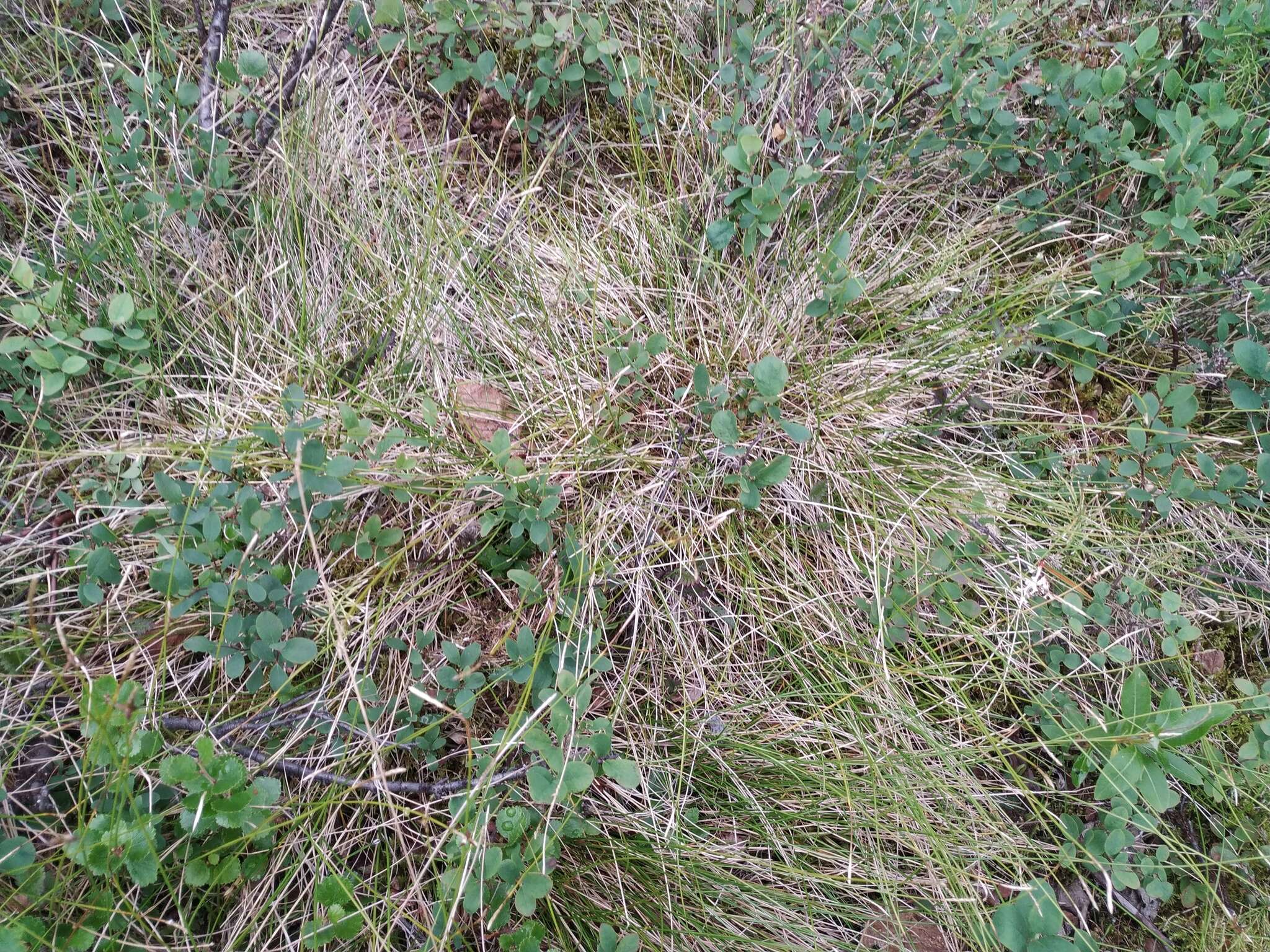 Image of Carex parallela subsp. redowskiana (C. A. Mey.) T. V. Egorova