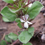 Image of Dyschoriste setigera (Pers.) J. C. Manning & Goldblatt