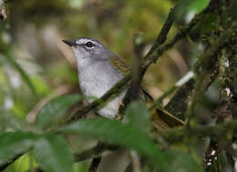 Слика од Myiothlypis leucoblephara (Vieillot 1817)