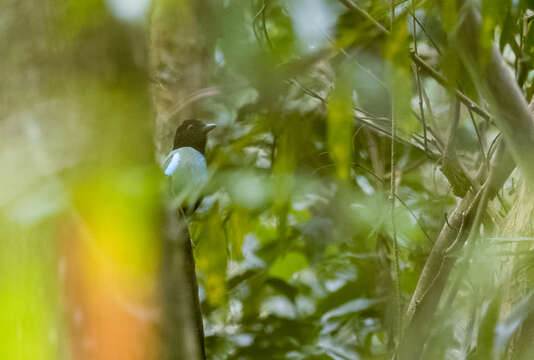 Image of Hooded Pitta