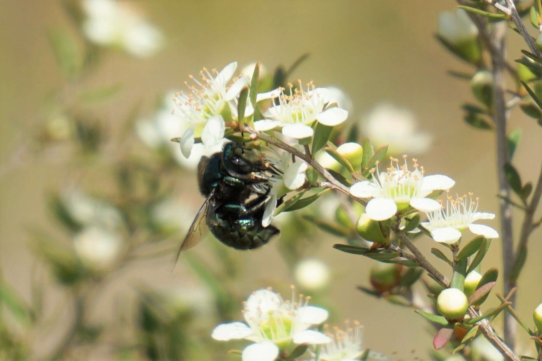 Plancia ëd Xylocopa aeratus (Smith 1851)