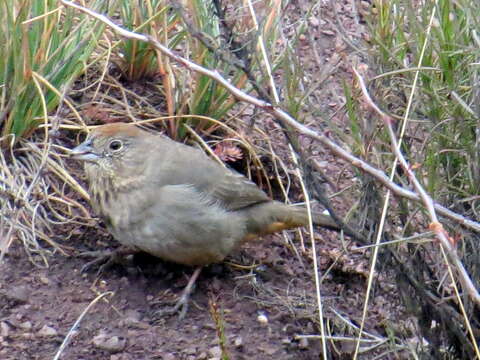 Image of Canyon Towhee