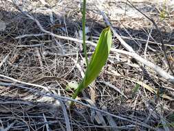 Image de Thelymitra crinita Lindl.