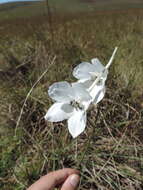 Plancia ëd Delphinium leroyi Franch. ex Huth