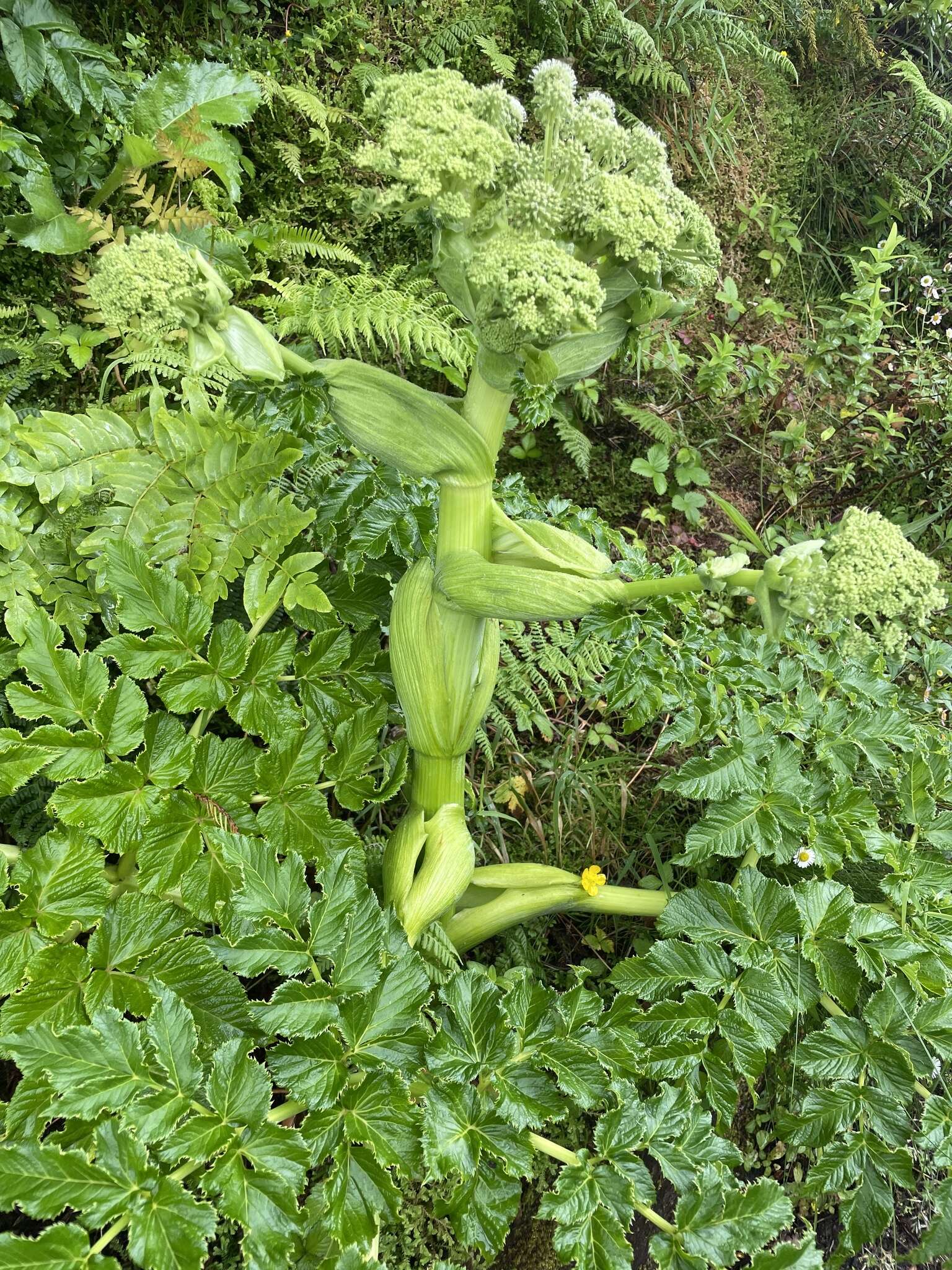 Image of Angelica lignescens