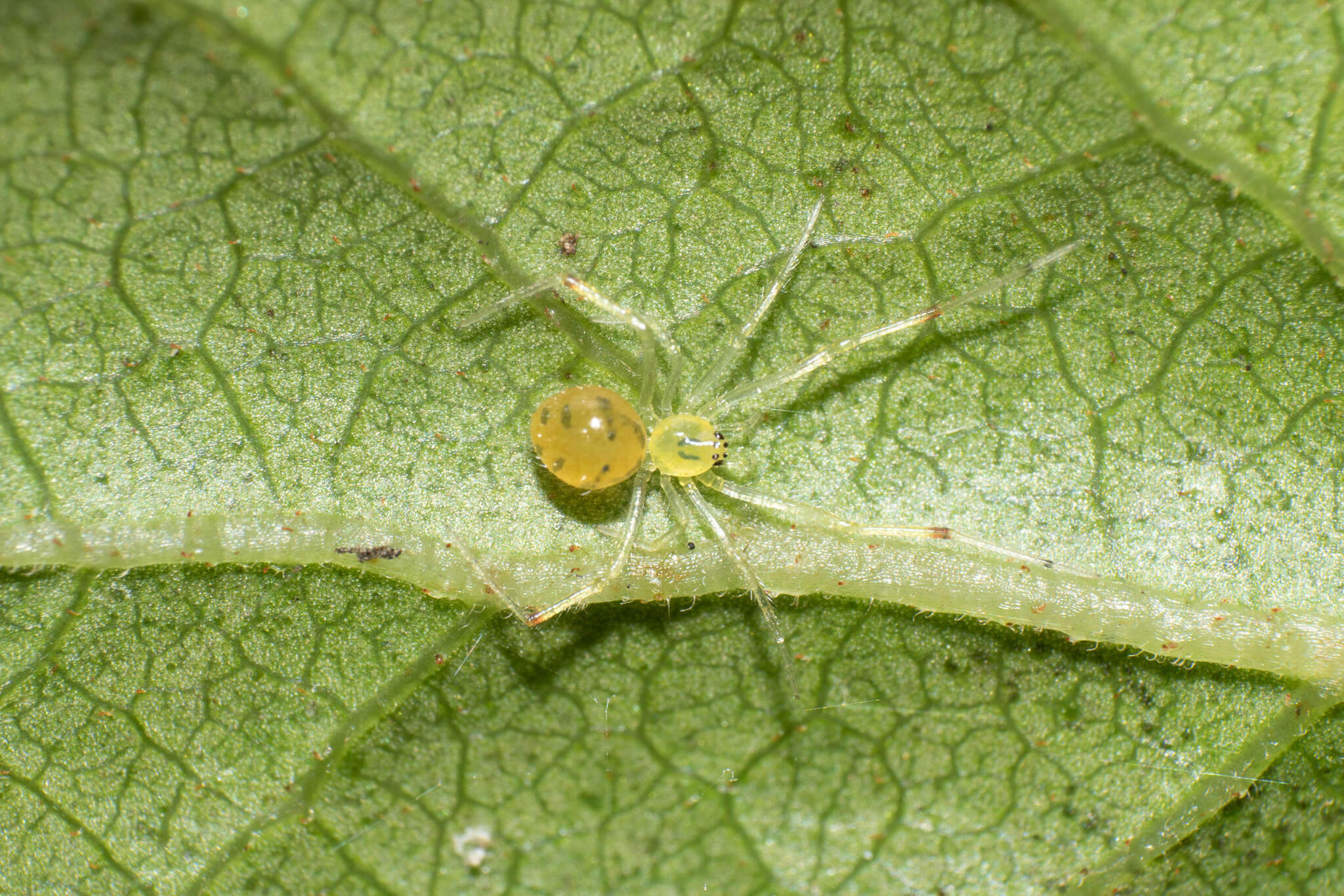 Image of Theridion grallator Simon 1900