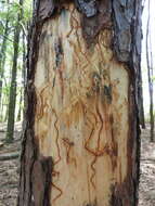 Image of Southern Pine Beetle