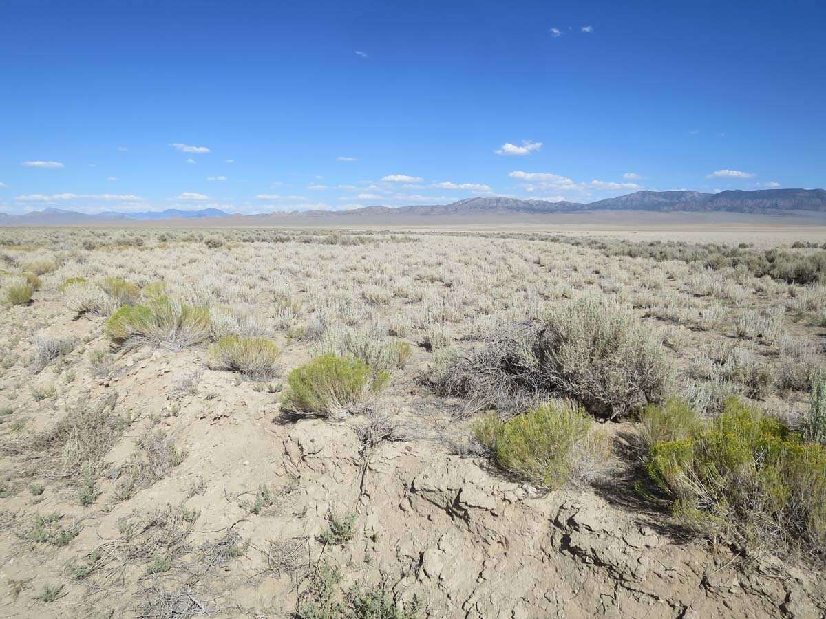 Image of yellow rabbitbrush