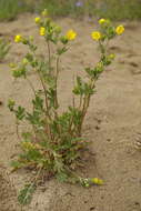 Image de Potentilla pensylvanica L.