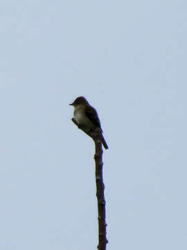 Image of Alder Flycatcher