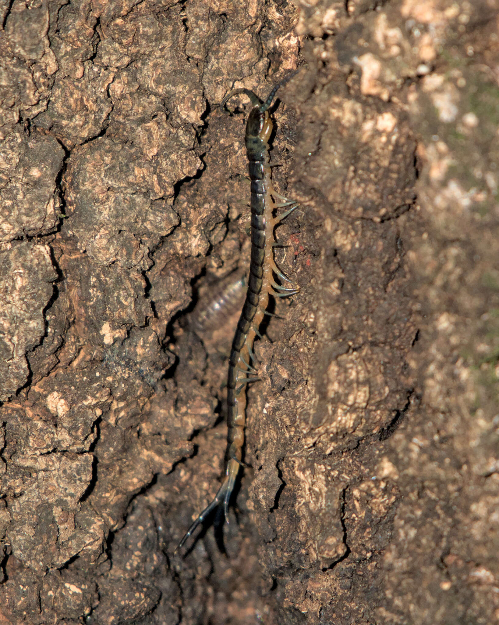 Image of Scolopendra japonica L. Koch 1878