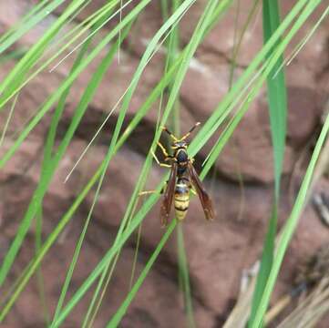 Image de Polistes comanchus navajoe Cresson 1868