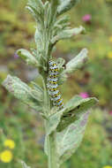 Cucullia verbasci Linnaeus 1758 resmi