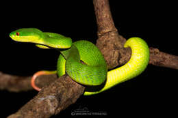 Image of Trimeresurus guoi Chen, Shi, Vogel & Ding 2021