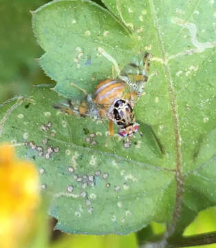 Image of Mediterranean fruit fly