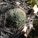 Image of Mammillaria crinita subsp. crinita