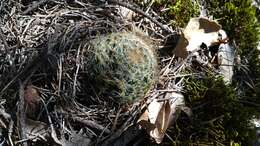 Image of Mammillaria crinita subsp. crinita