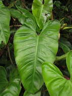 Image of Philodendron appendiculatum Nadruz & Mayo