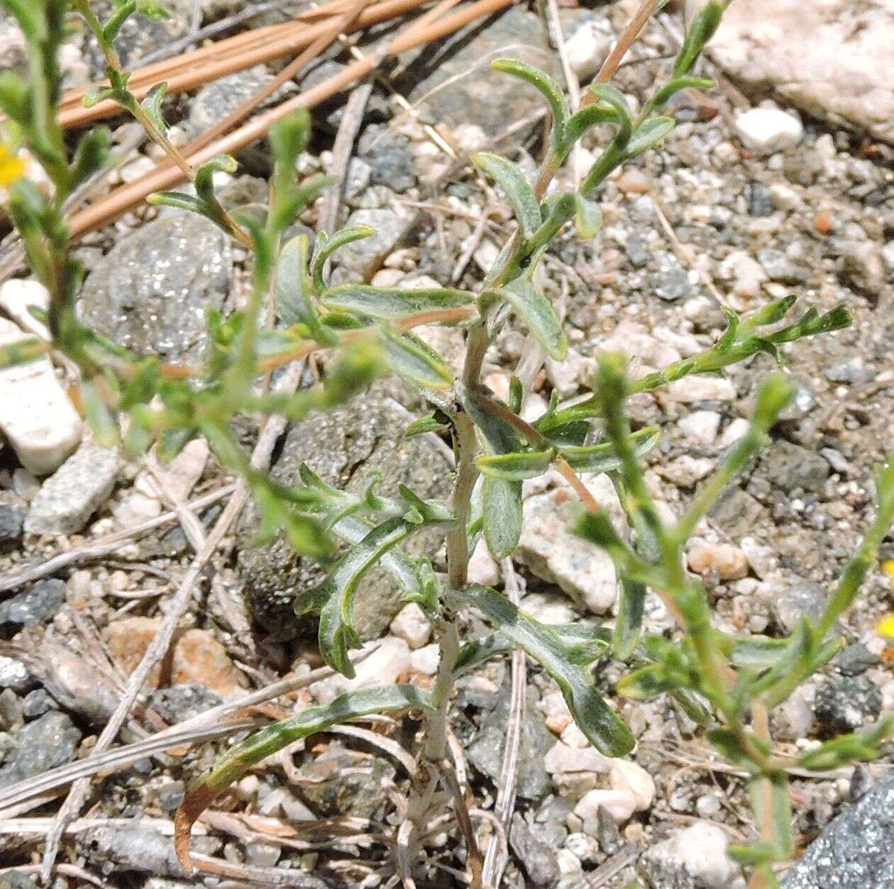 Plancia ëd Lessingia glandulifera A. Gray