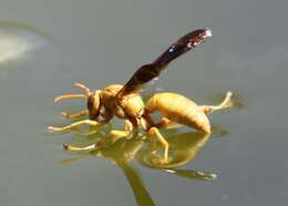 Слика од Polistes flavus Cresson 1868