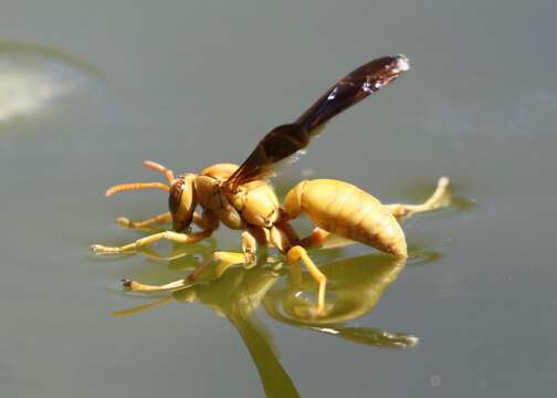 Image of Polistes flavus Cresson 1868