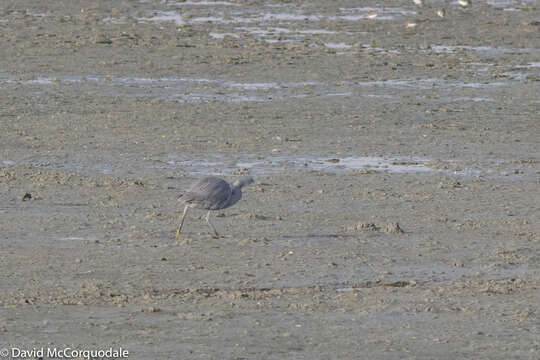 Image of Western Reef Heron